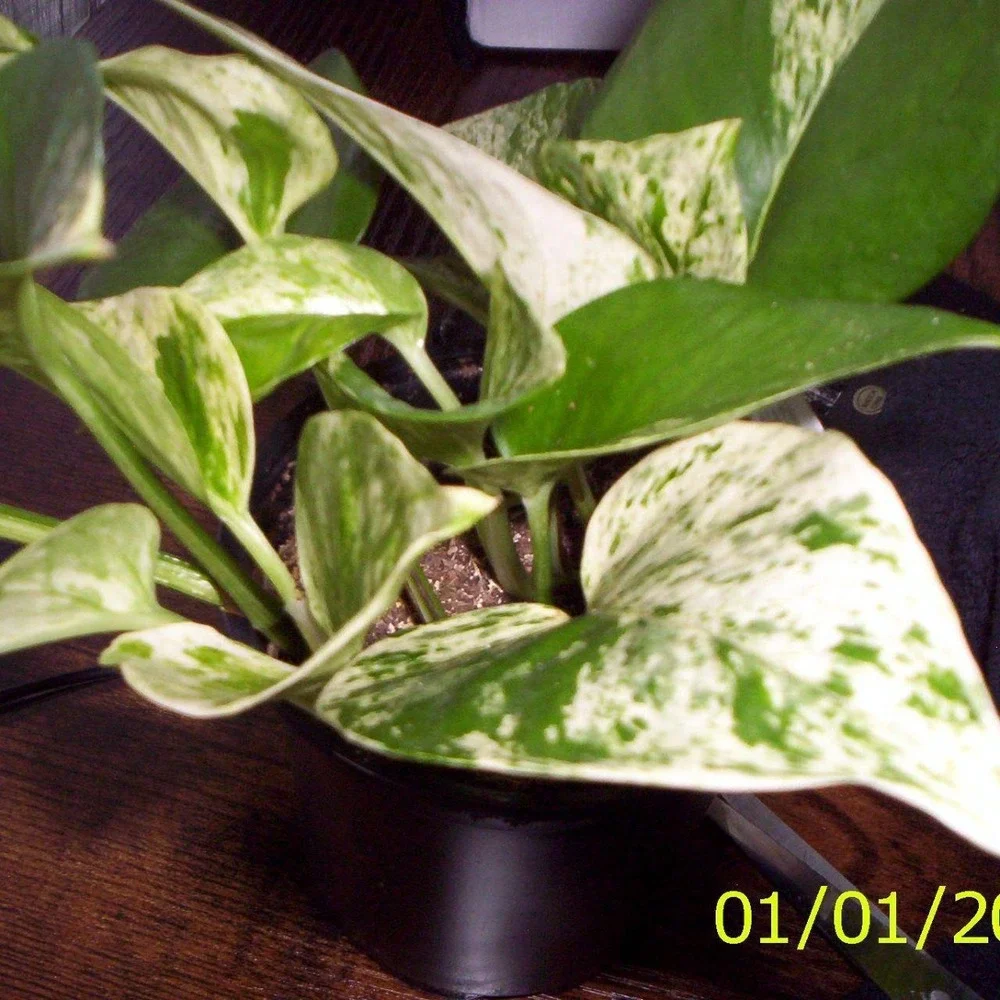 Kodak easyshare cx7300